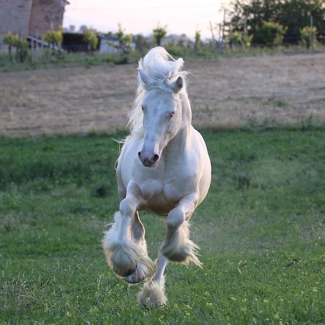 Fandor - Gypsy Cremello Stallion
